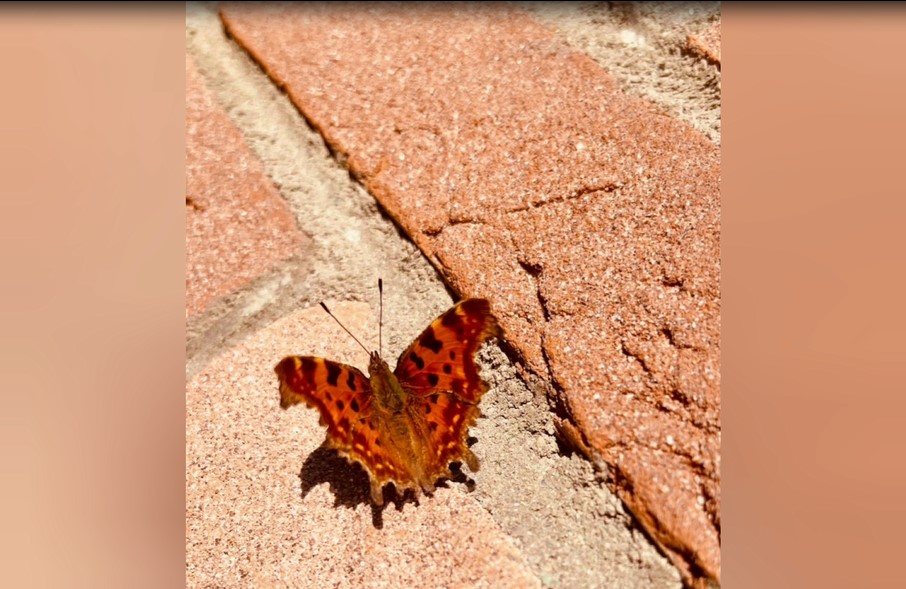 La paura del futuro. ...E se non riuscissi a “ritornare a volare”???