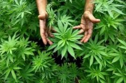 National Drug and Alcohol Research Centre: memoria a rischio con la marijuana