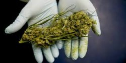 Marijuana: gli effetti pesanti della droga 