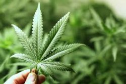 Pir Mehr Ali Shah Agriculture University di Rawalpindi (Pakistan): la marijuana puo'causare puberta' precoce